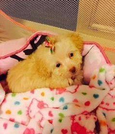 apricot maltipoo same color as poodle