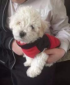 Maltipoo in red jacket