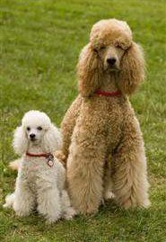 Poodle curly coat