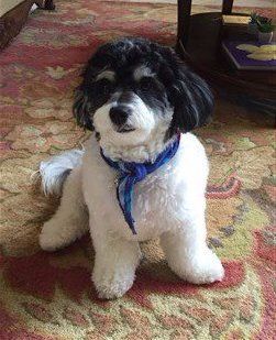 Black and white Maltipoo with eyebrows