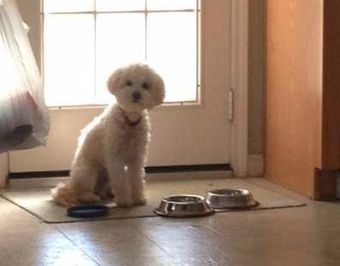 Maltipoo with food dishes