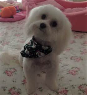 Maltipoo looking nice and clean