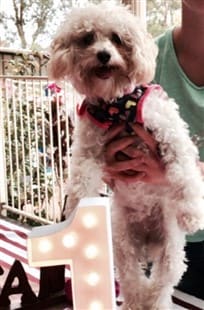 Maltipoo on birthday