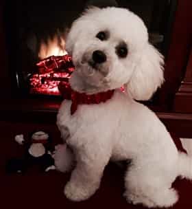 Maltipoo posing near fireplace