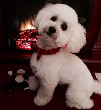 Maltipoo posing near fireplace