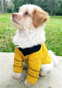 Maltipoo-with-grassy-background-wearing-a-jacket