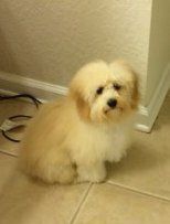 Maltipoo Barking Problems | Top Reason and How to Fix Them