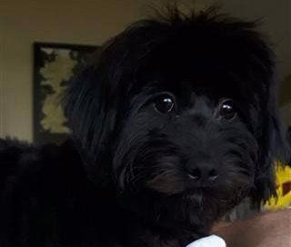 black Maltipoo with nice coat