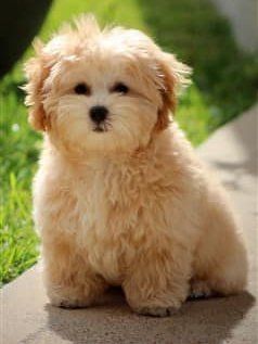 beautiful-maltipoo