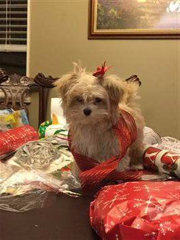 Maltipoo wrapped up