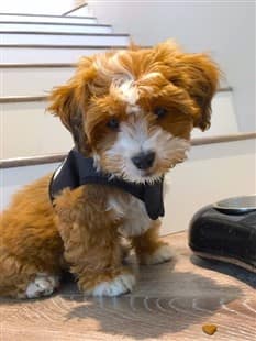 Adorable Maltipoo