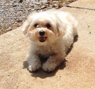 red Maltipoo dog