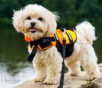 Apricot Maltipoo in life jacket
