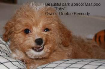apricot Maltipoo puppy, white tipping