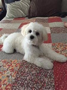 maltipoo-on-quilted-bed