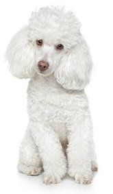 Poodle, toy, white