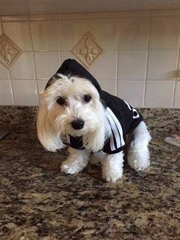 Maltipoo with hoodie
