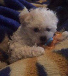 Maltipoo puppy teething pacifier