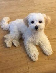 Maltipoo with wavy coat