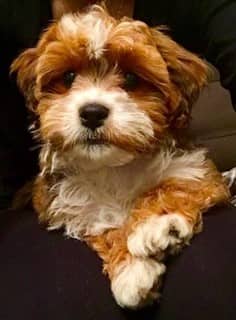 beautiful Maltipoo, brown and white