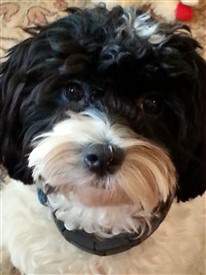 black and white maltipoo same as parti poodle