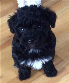 black Maltipoo with Poodle colors