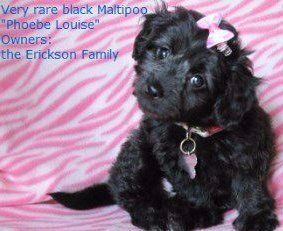 black Maltipoo puppy