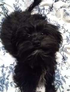 black Maltipoo on bed