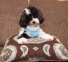 male Maltipoo black and white