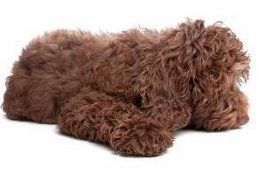 brown colored Maltipoo dog