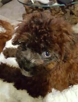 brown Maltipoo