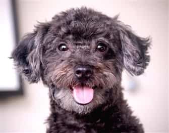 A brown Maltipoo dog happy and smiling