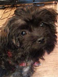 brown, black maltipoo