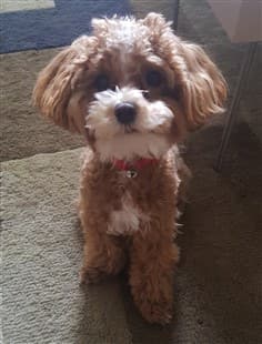 cinnamon colored Maltipoo dog