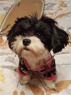cute Maltipoo wearing a shirt