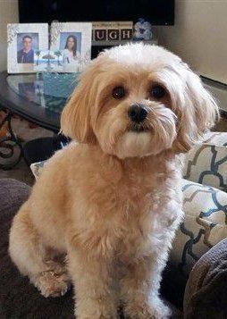 Maltipoo dog, tan and cream
