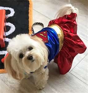 dog in super girl costume