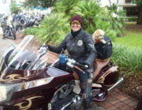 Maltipoo dog on motorcycle