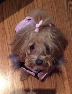Female Maltipoo