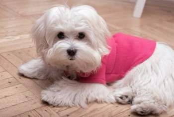female Maltipoo