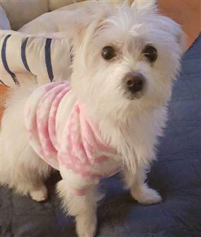 female maltipoo dog with pink shirt on