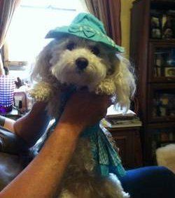 funny Maltipoo in dress and hat