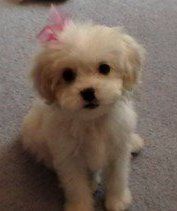 female Maltipoo 3 months old