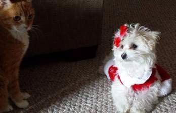girl Maltipoo
