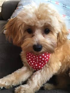 gold Maltipoo with small red bandana