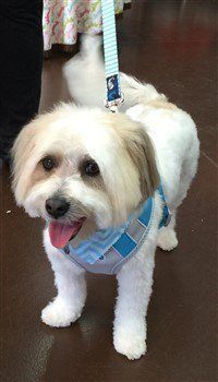 happy maltipoo