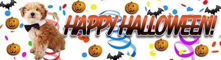 Happy Halloween Maltipoo banner