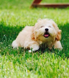 happy maltipoo playing outside