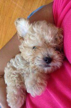 holding Maltipoo puppy in arms