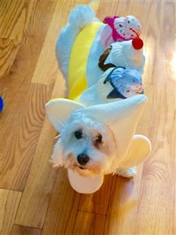ice cream pet costume